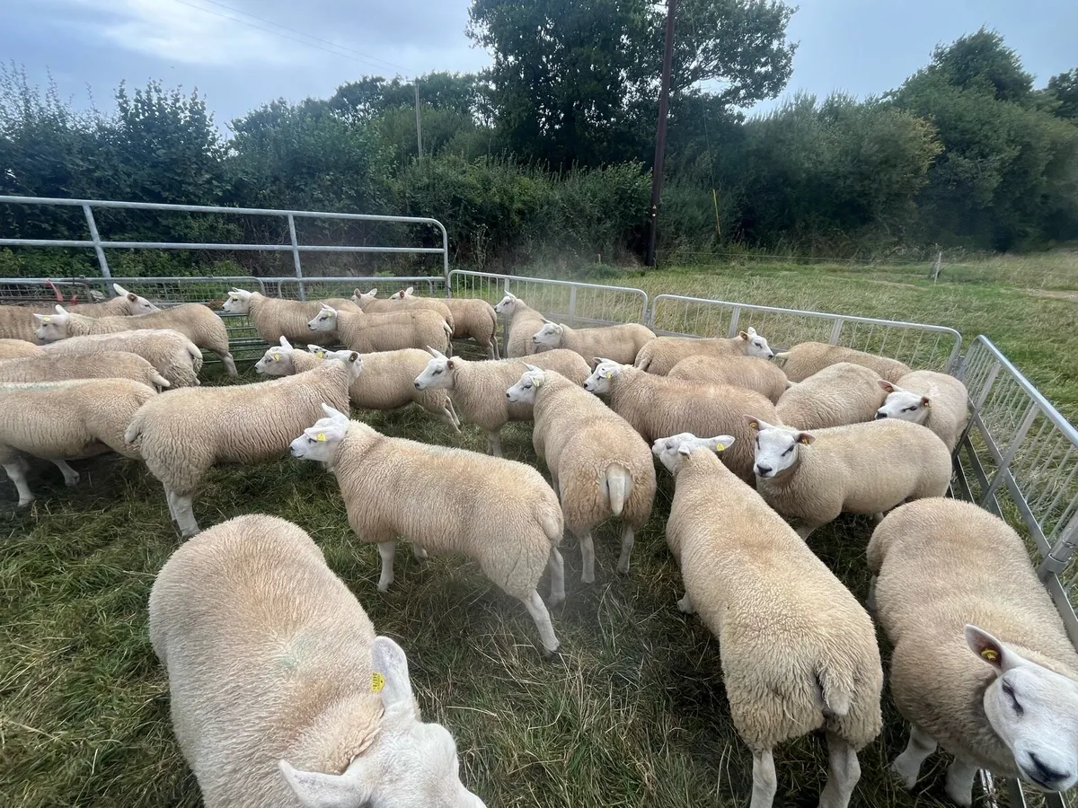 Texel Ewe Lambs - Image 1