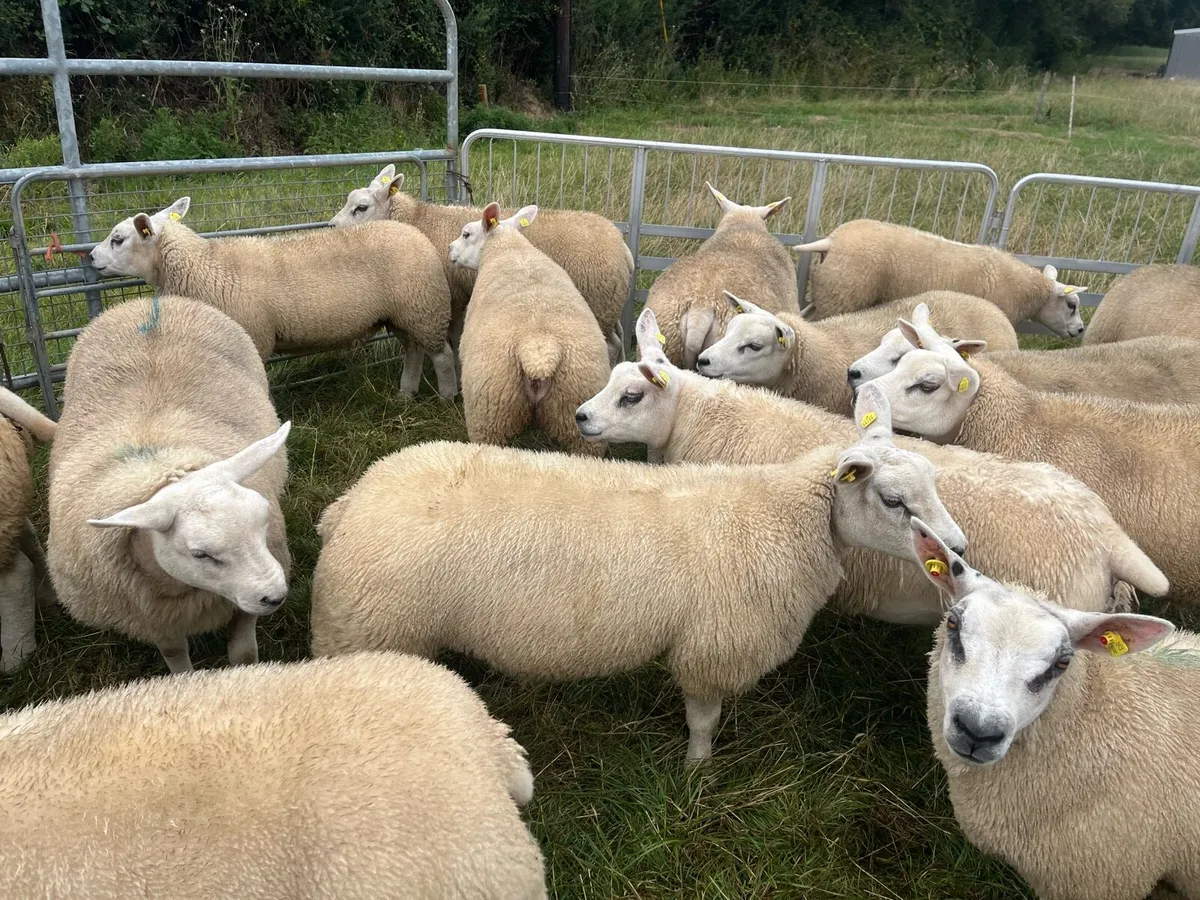 Texel Ewe Lambs - Image 2