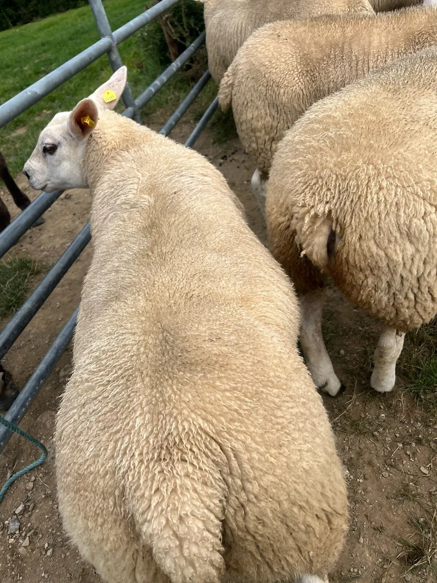 Texel Ewe Lambs - Image 3