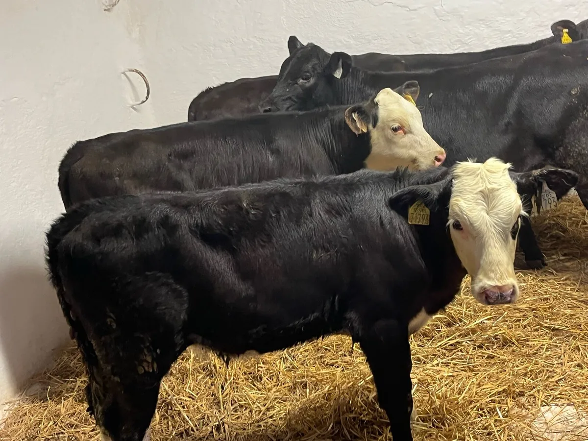 Heifer Calves - Image 1