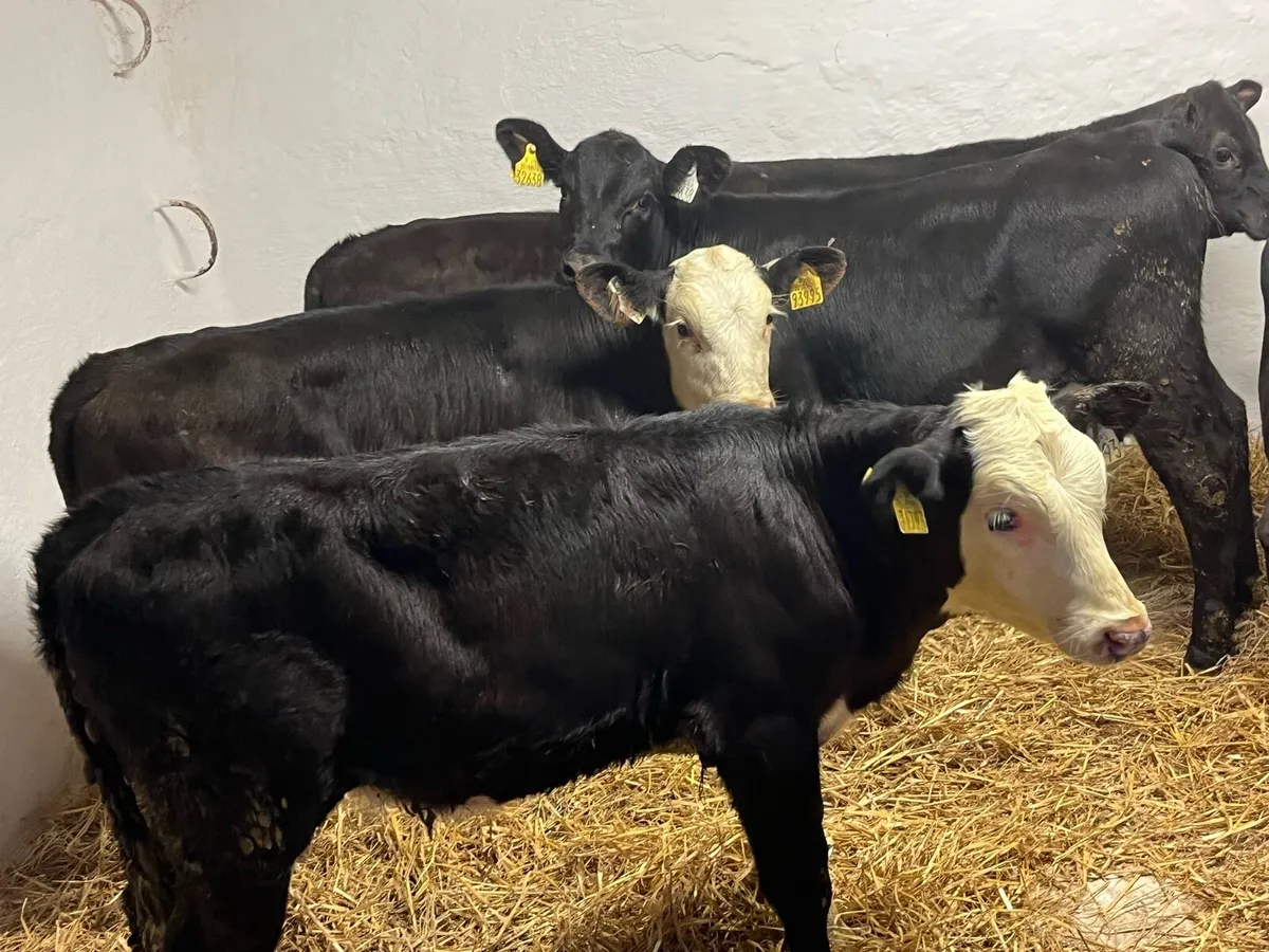 Heifer Calves - Image 2