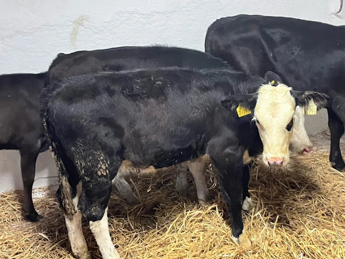 Heifer Calves - Image 3