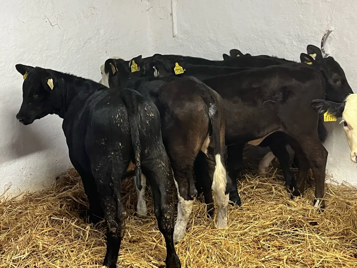 Heifer Calves - Image 4