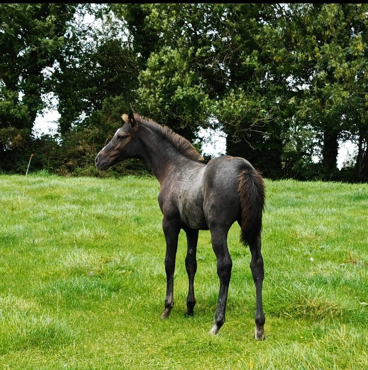 KMS Denver x VDL Douglas colt foal - Image 2