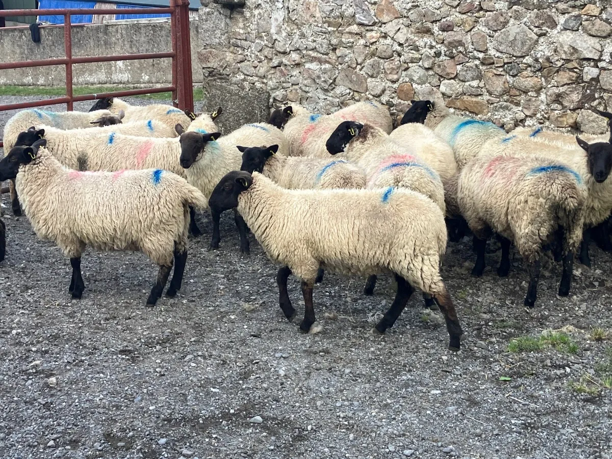 Lambs - Image 2