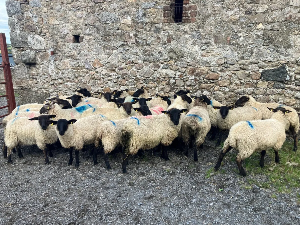 Lambs - Image 3