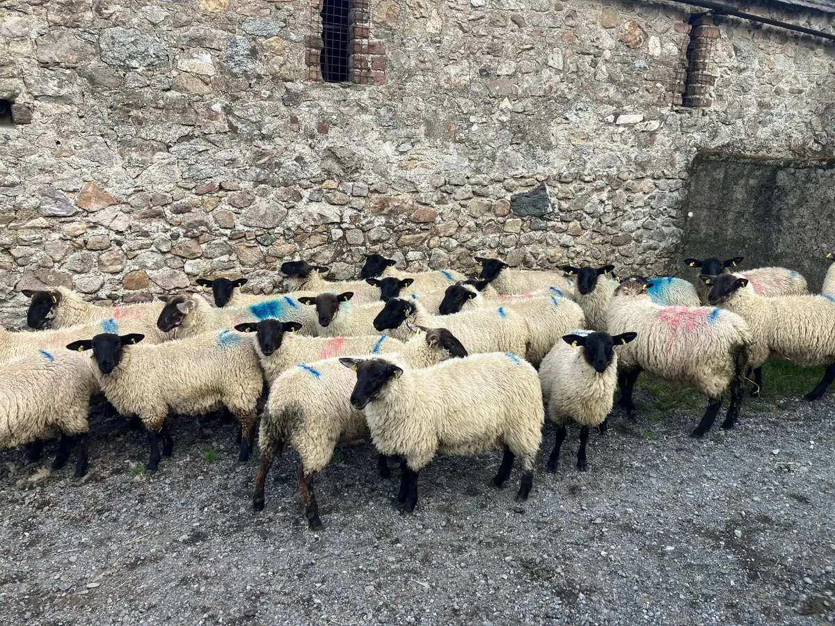Lambs - Image 1