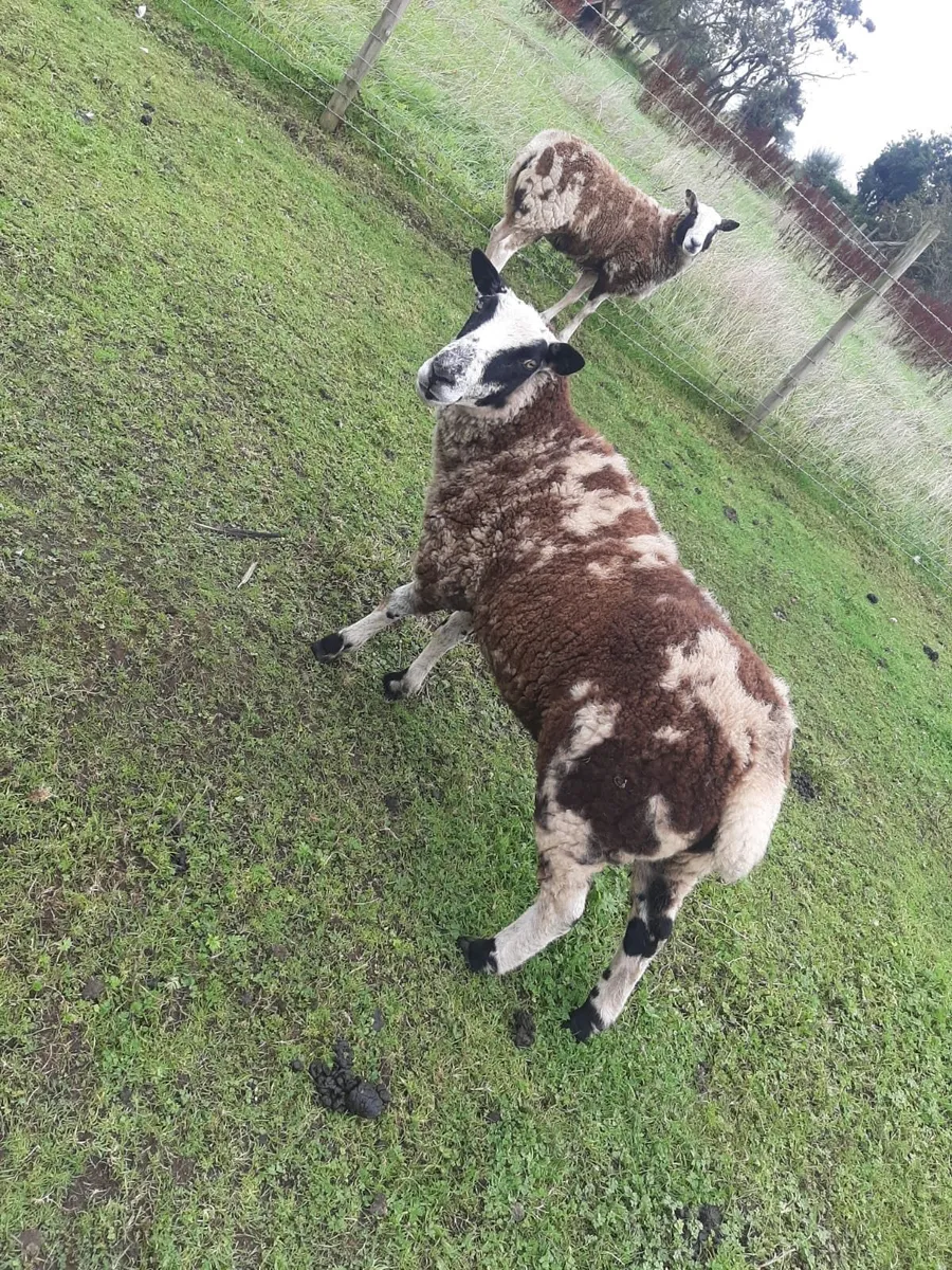 Dutch spotted hoggets - Image 1