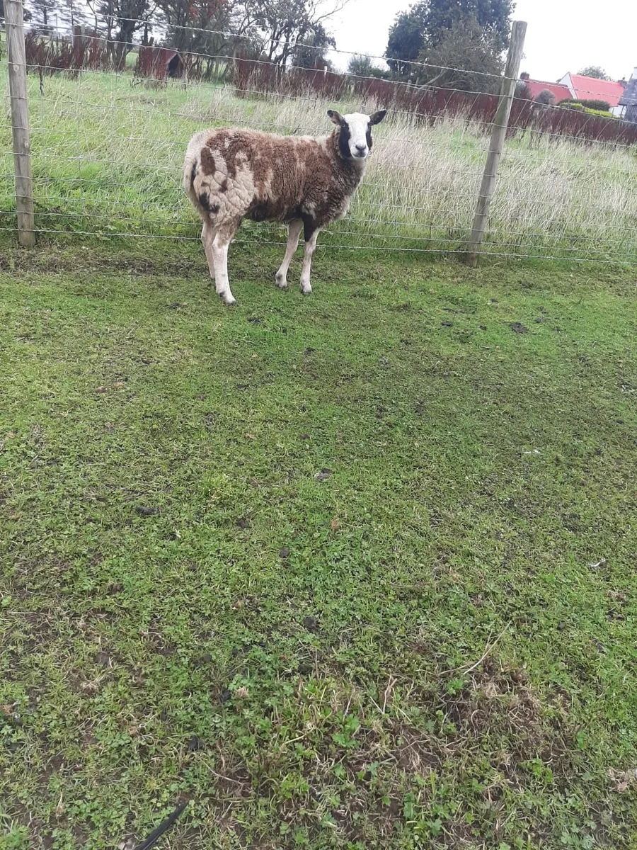 Dutch spotted hoggets - Image 2