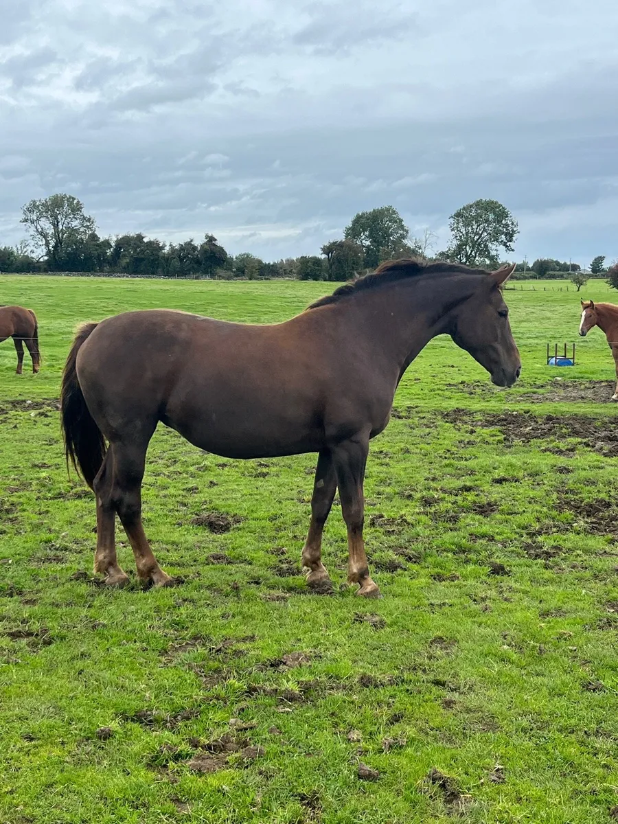 Half Bred Broodmare - Image 1
