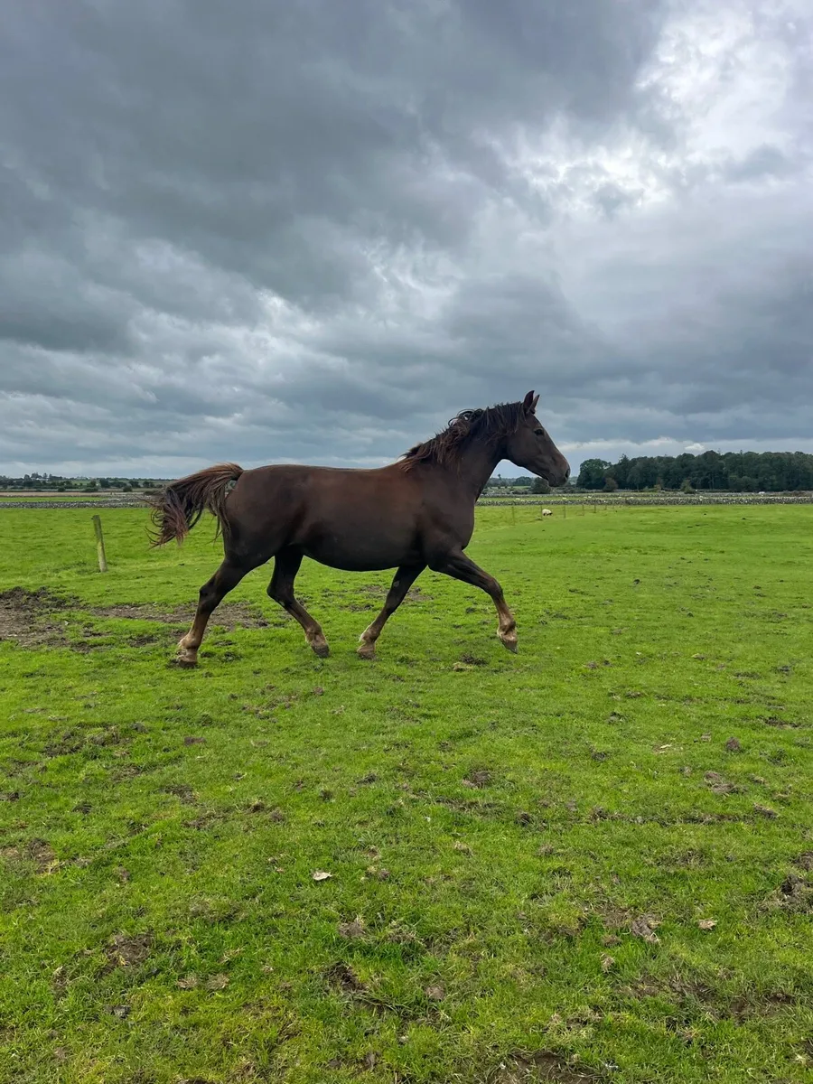 Half Bred Broodmare - Image 2