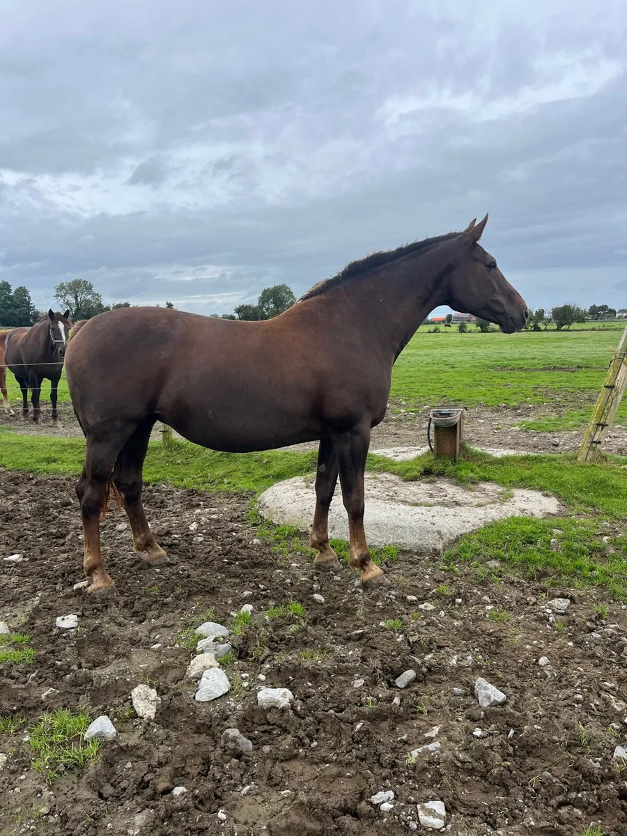 Half Bred Broodmare - Image 3