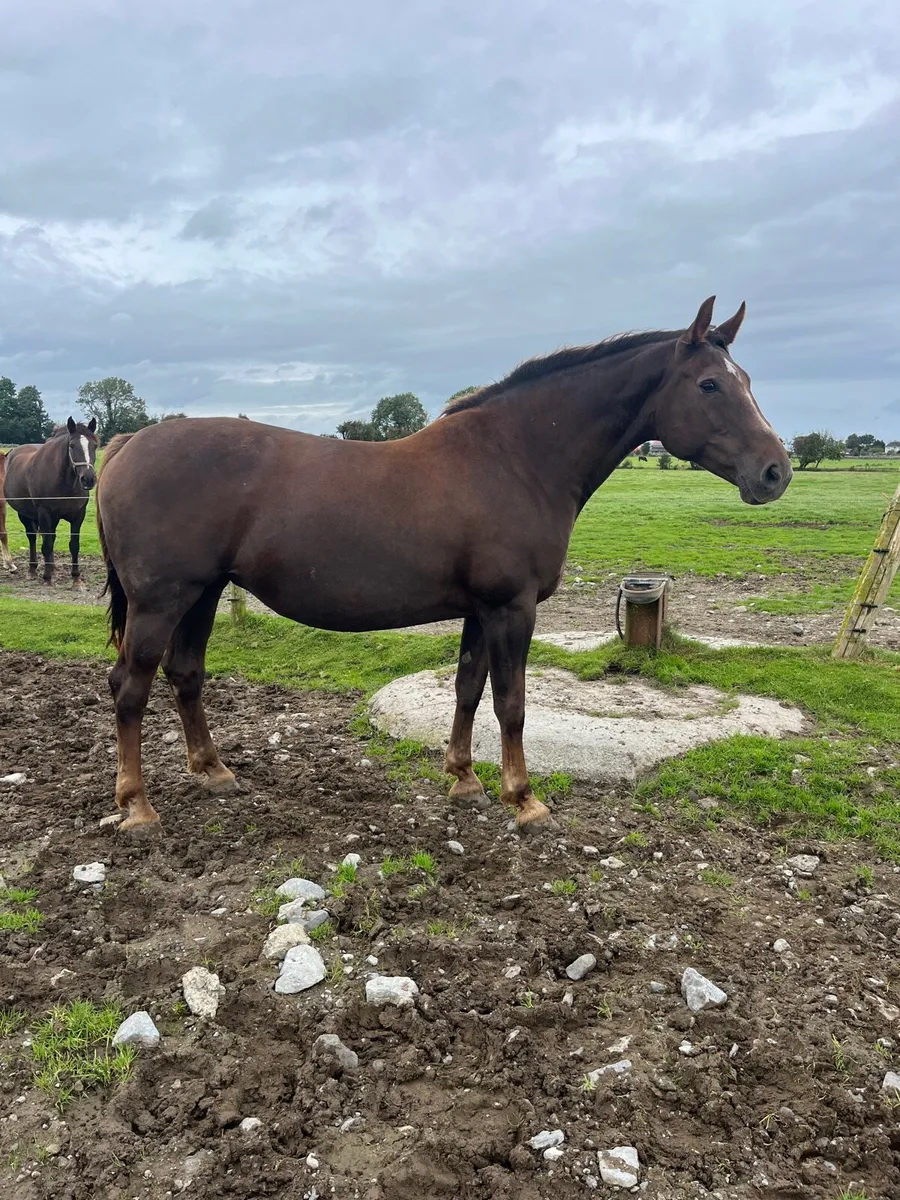 Half Bred Broodmare - Image 4