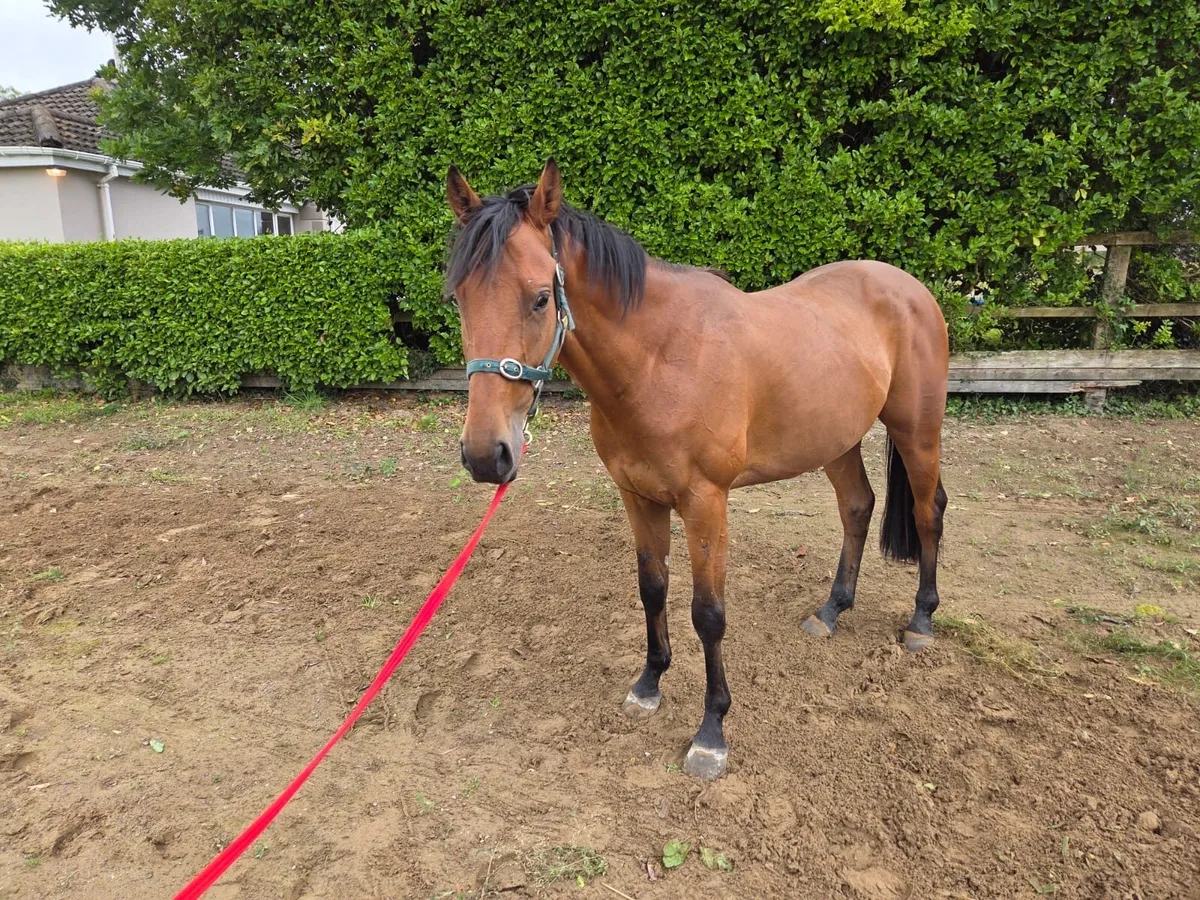 Riding Horse - Image 1
