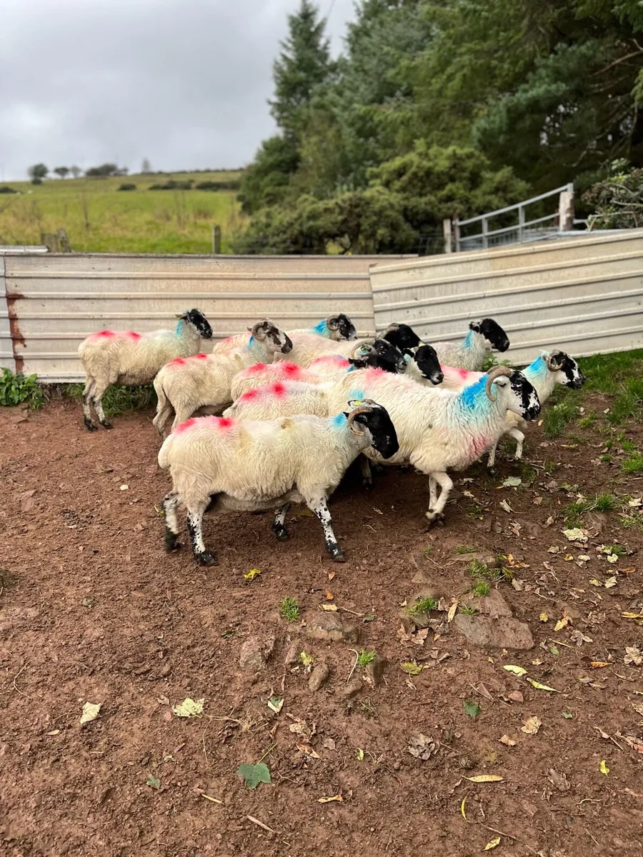 Breeding Scotch Ewes - Image 1