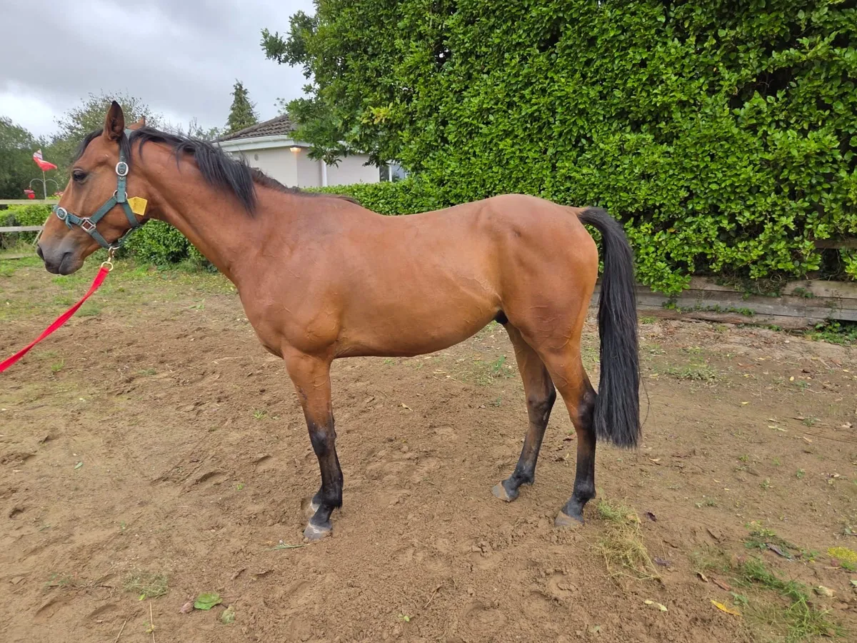 Riding Horse - Image 3