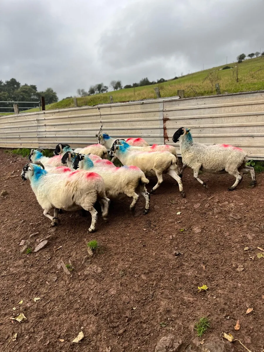 Breeding Scotch Ewes - Image 2