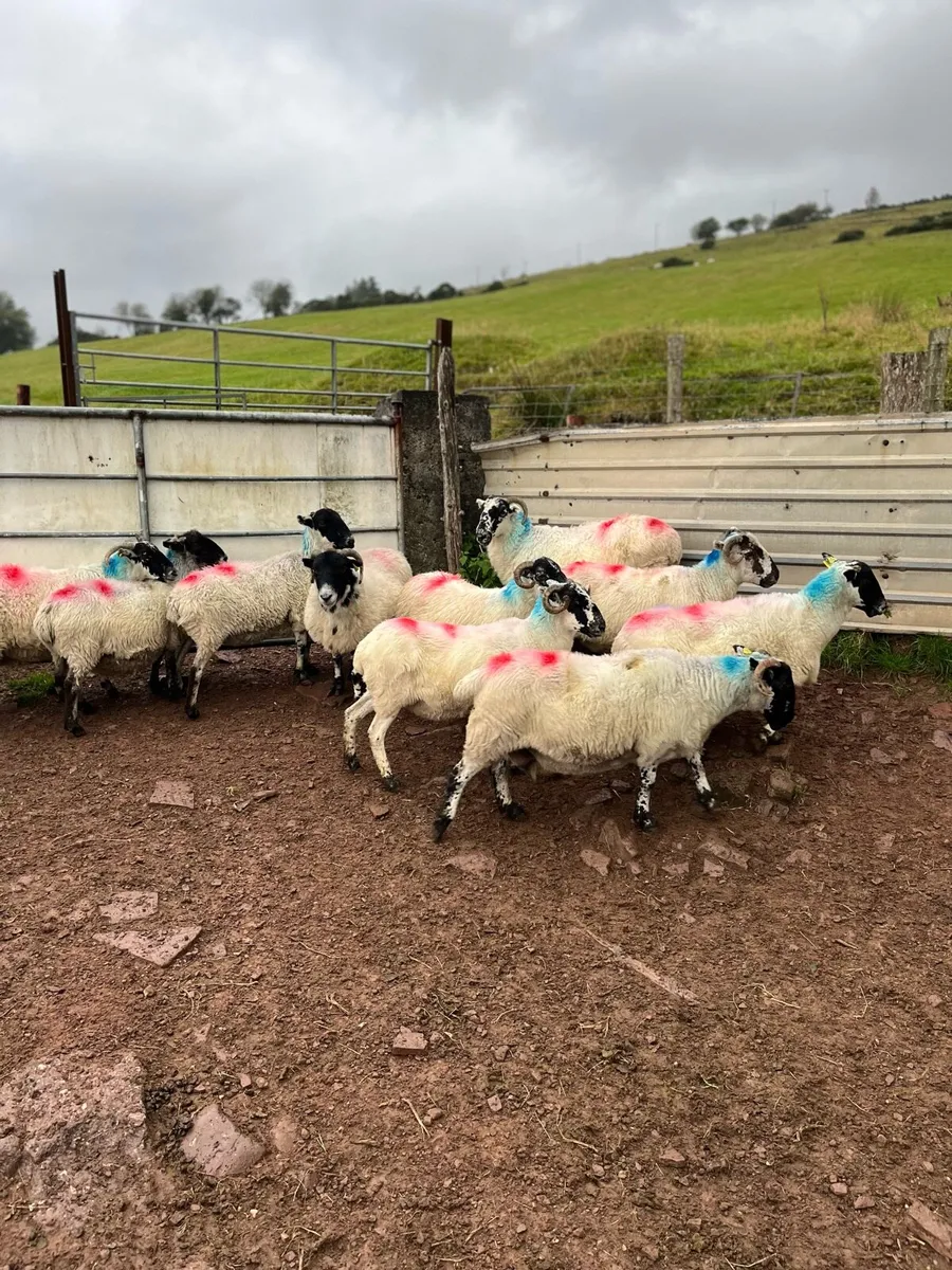 Breeding Scotch Ewes - Image 3