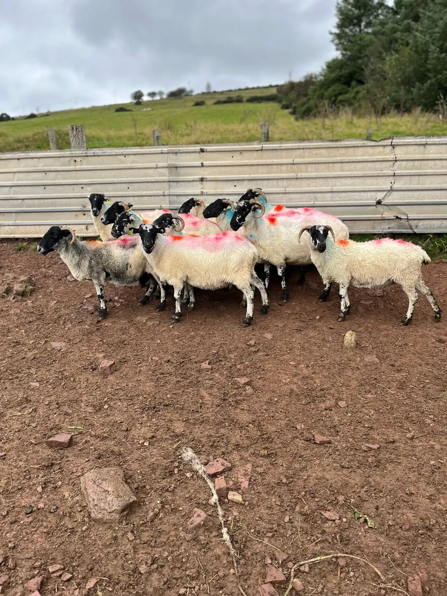 Breeding Scotch Ewes - Image 4