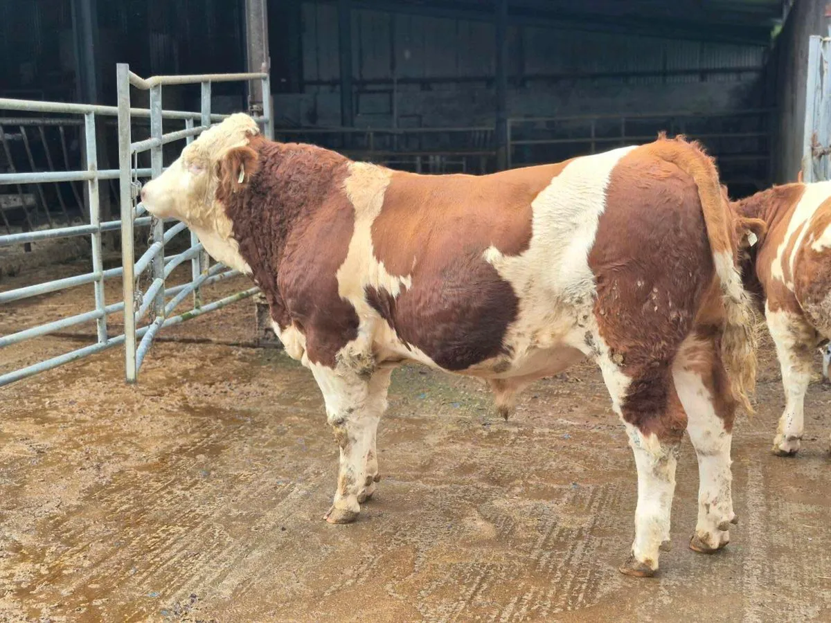 PBR POLLED SIMMENTAL BULLS AND HEIFERS - Image 2
