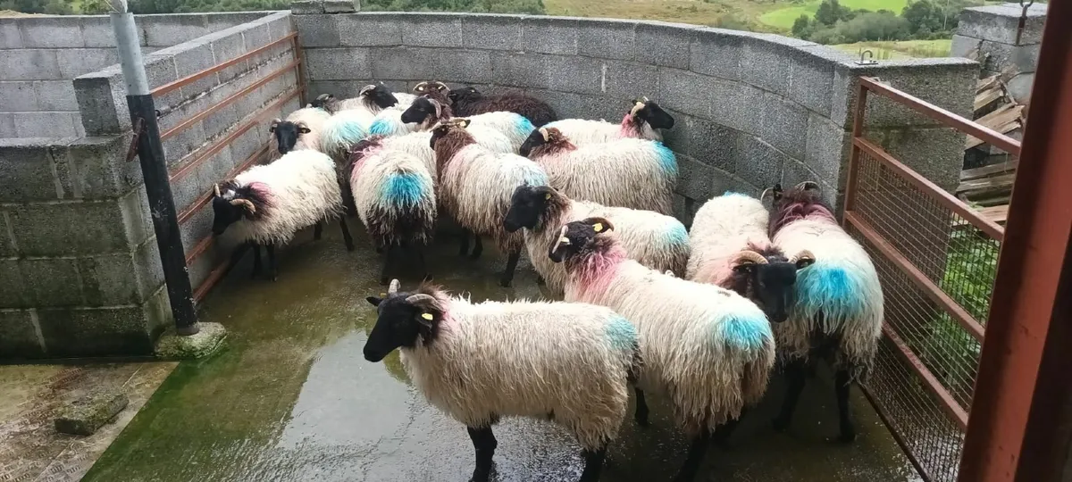 Sheep - Image 1