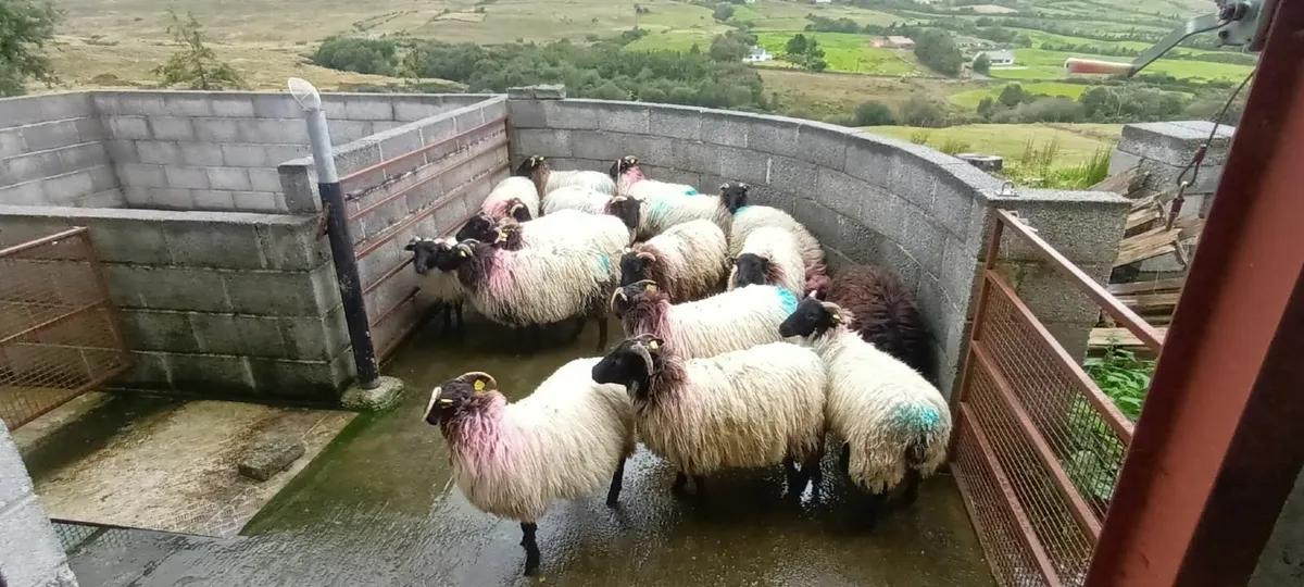 Sheep - Image 2