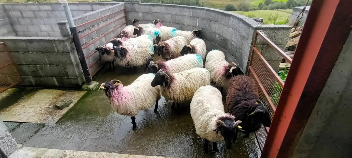 Sheep - Image 4