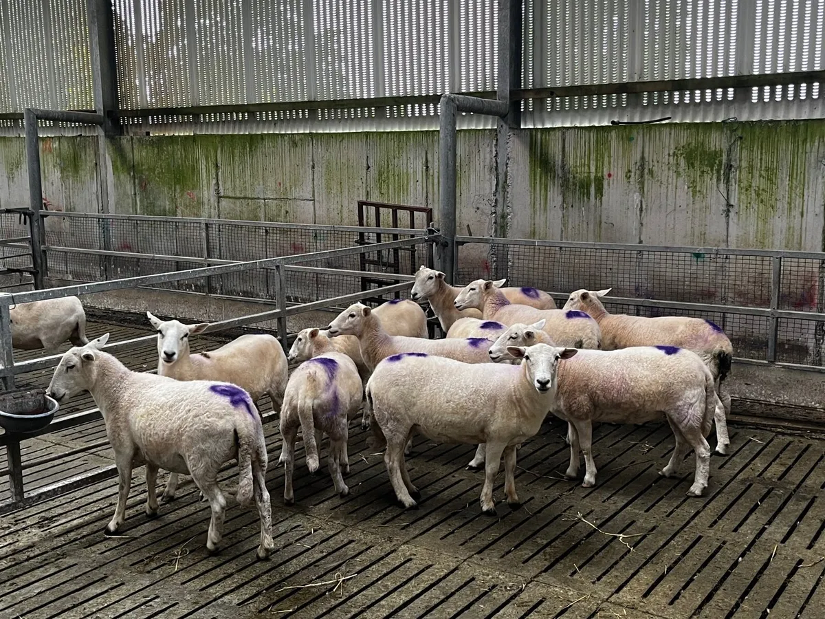 Easycare organic ewe lambs