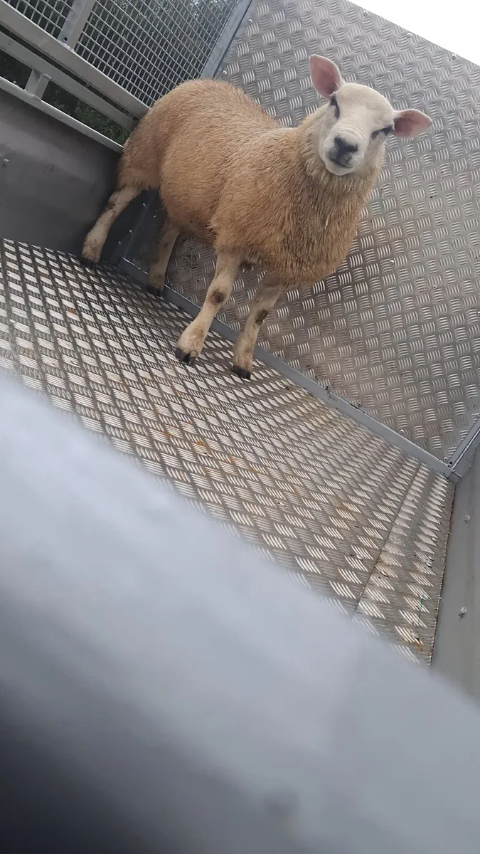 Ram lamb - Image 2