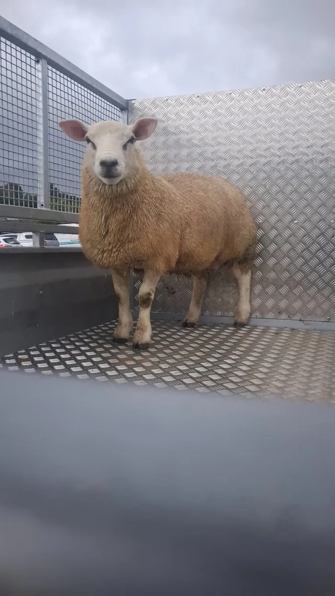 Ram lamb - Image 1