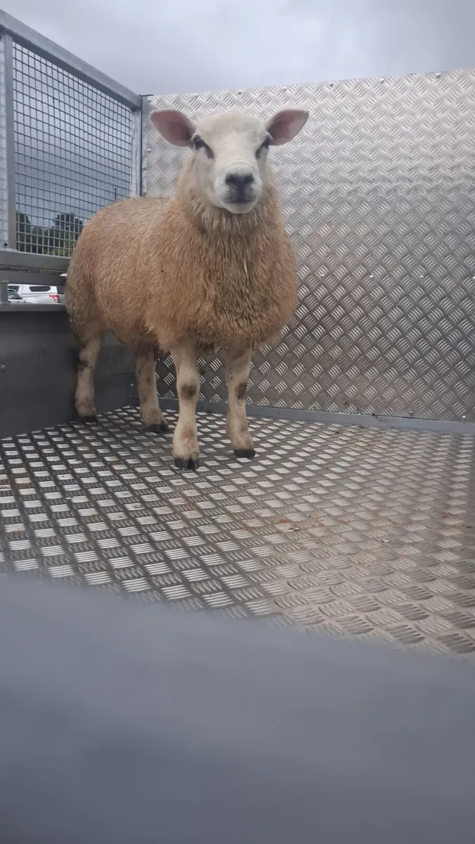 Ram lamb - Image 3