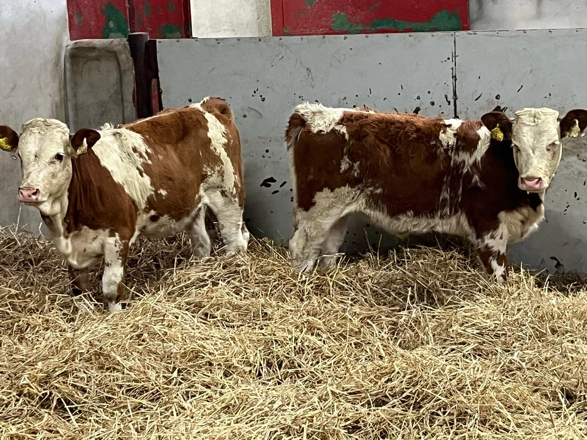 ⭐️ Super Red SIM Heifer Weanlings ⭐️ - Image 2