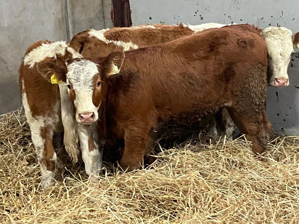 ⭐️ Super Red SIM Heifer Weanlings ⭐️ - Image 3
