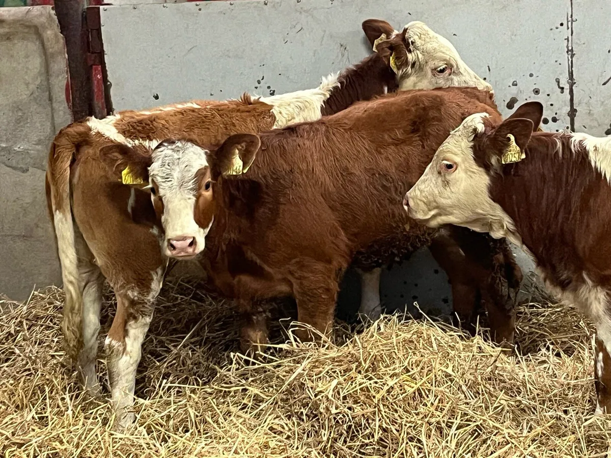 ⭐️ Super Red SIM Heifer Weanlings ⭐️ - Image 4