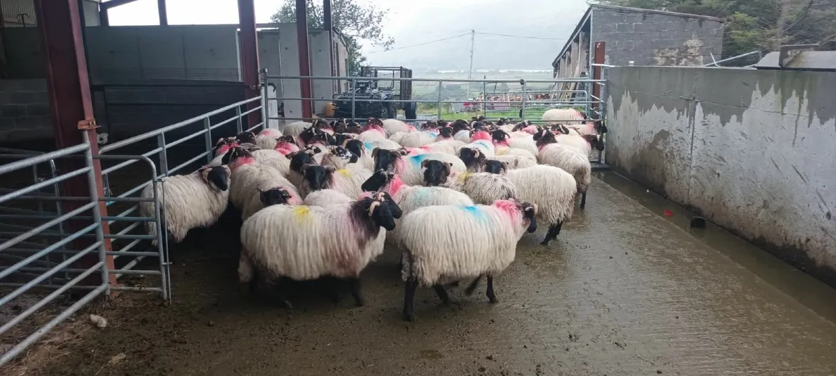 Sheep - Image 1