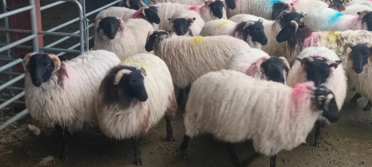 Sheep - Image 2