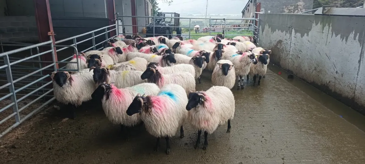 Sheep - Image 3
