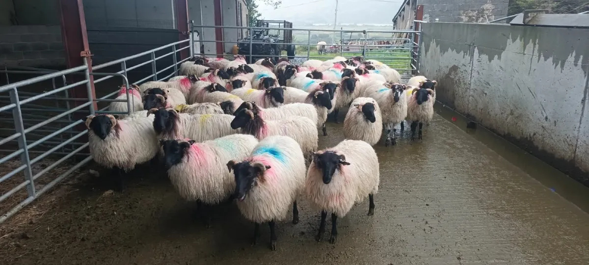Sheep - Image 4