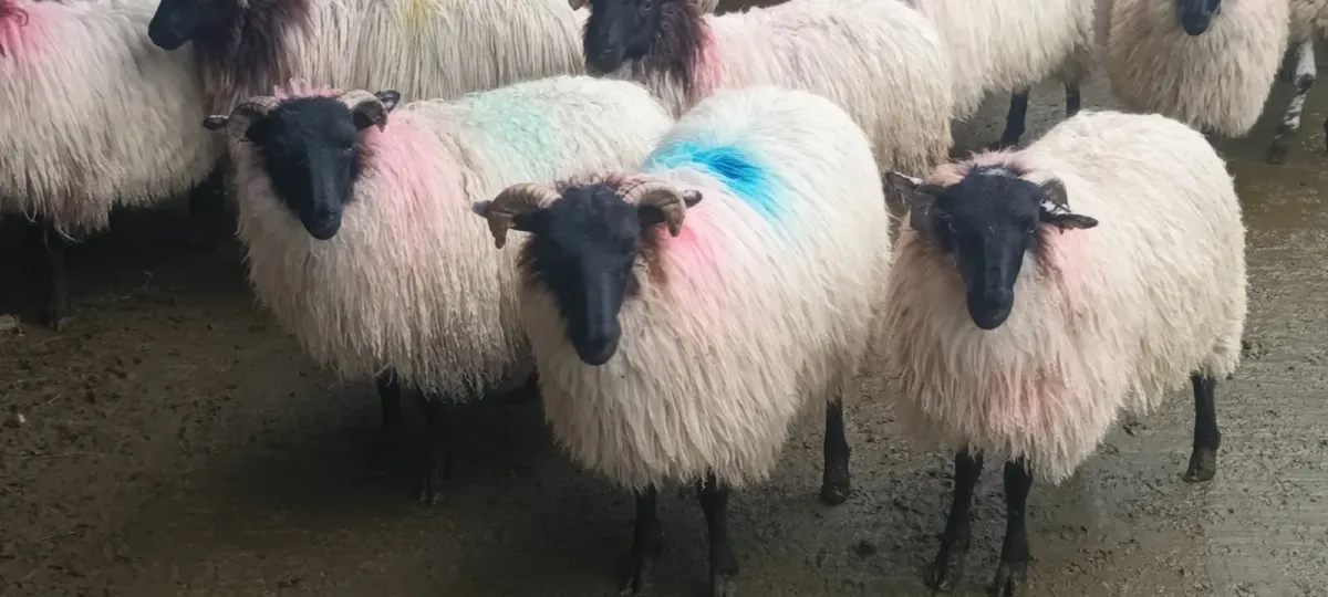 52 Blackfaced Mountain Weather Lambs - Image 1