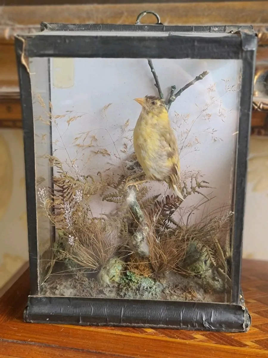 Taxidermy POSTAGE AVAILABLE - Image 2