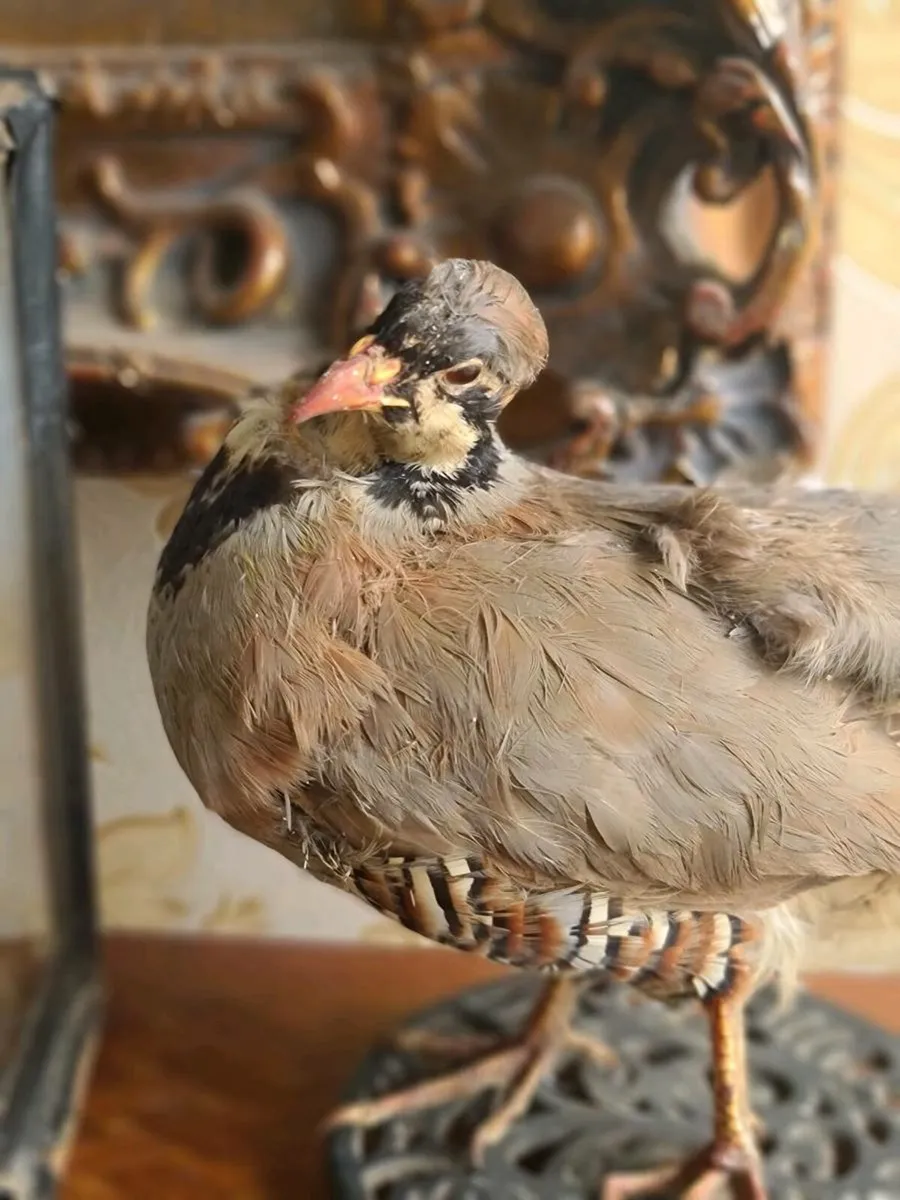 Taxidermy POSTAGE AVAILABLE - Image 3