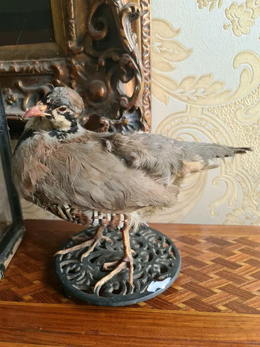 Taxidermy POSTAGE AVAILABLE - Image 4