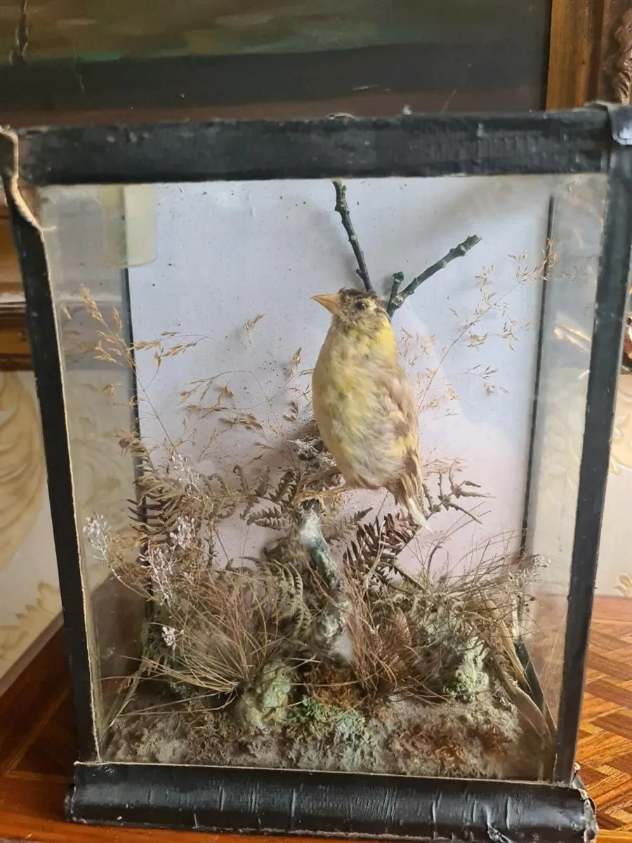 Taxidermy POSTAGE AVAILABLE - Image 1