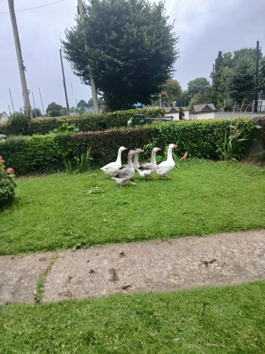 Geese - Image 1