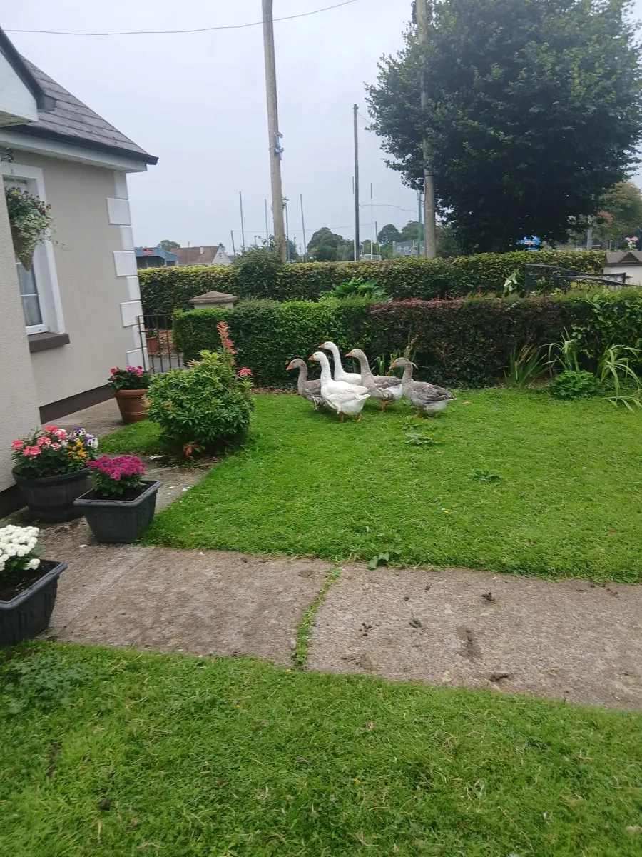 Geese - Image 2