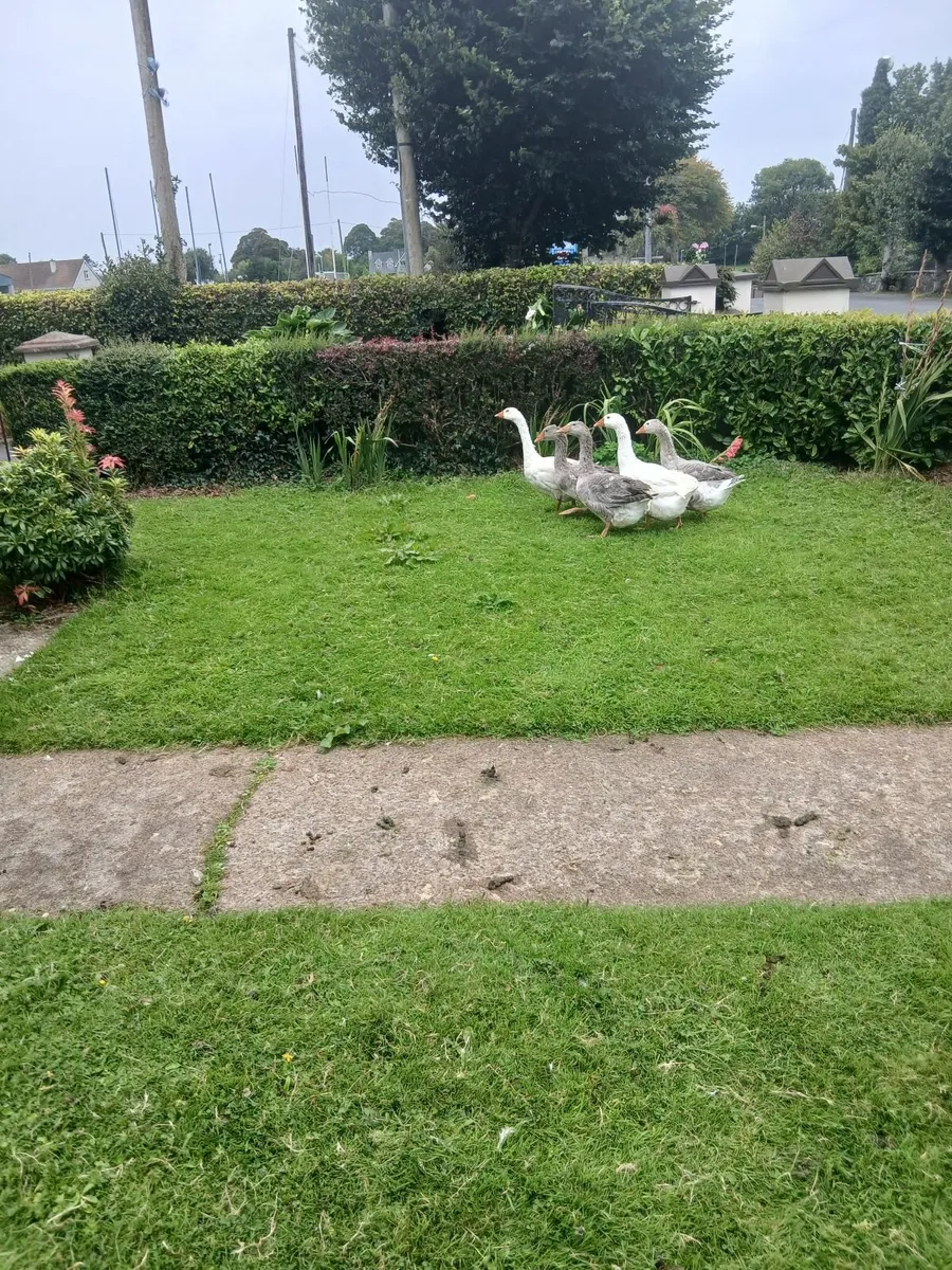 Geese - Image 3