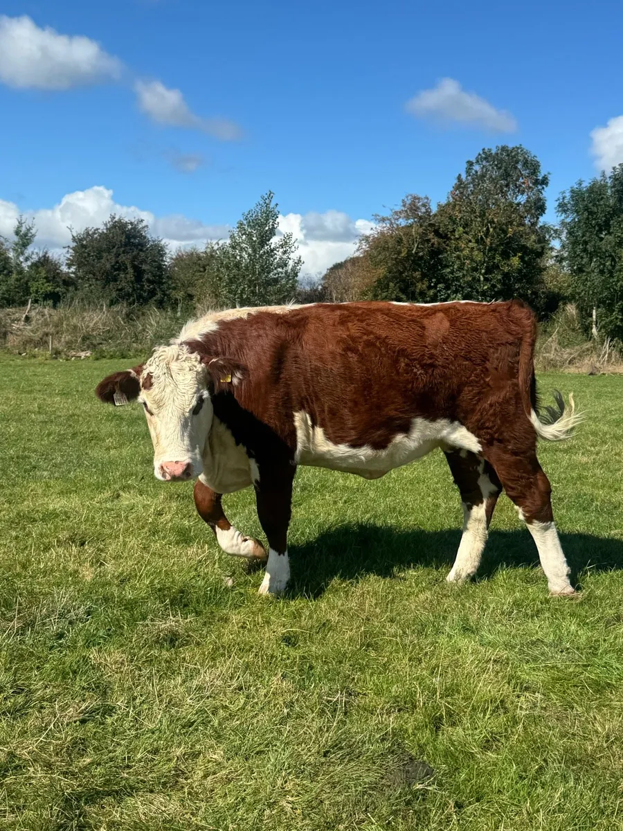 PBR Hereford heifers - Image 1