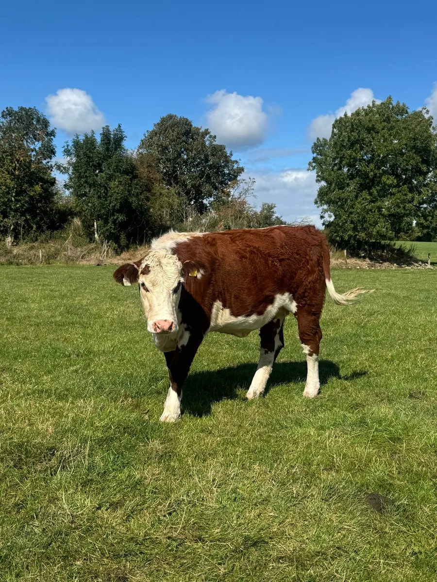 PBR Hereford heifers - Image 2