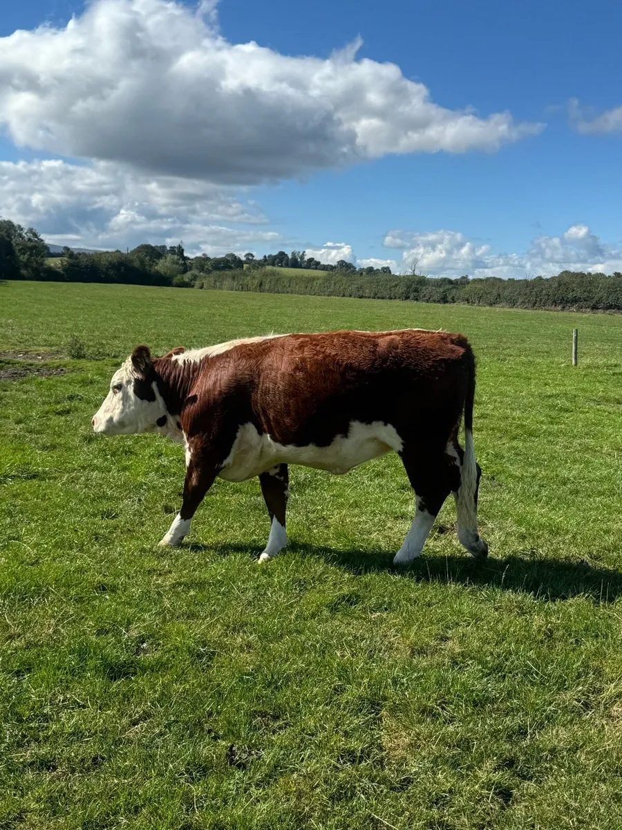 PBR Hereford heifers - Image 3