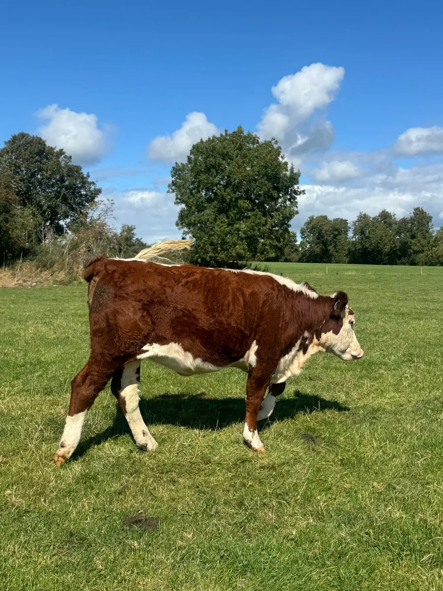 PBR Hereford heifers - Image 4
